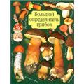 Грибы