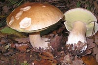 Первичная обработка грибов