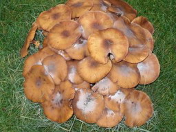 Как выращивать грибы?