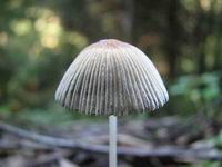 Самые удивительные грибы