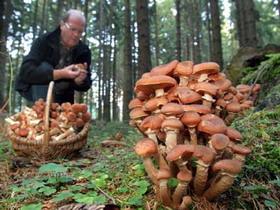 Когда собирают грибы